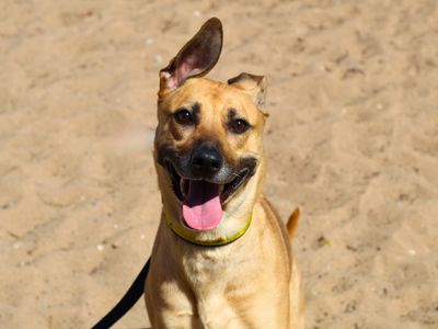Luna | German Shepherd Dog Cross | Manchester - 2