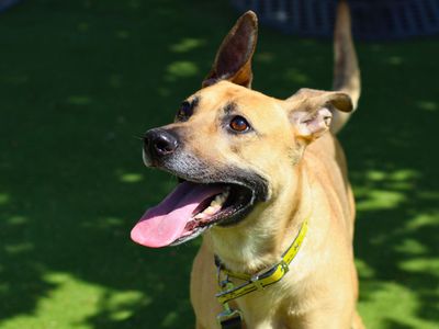 Luna | German Shepherd Dog Cross | Manchester - 3