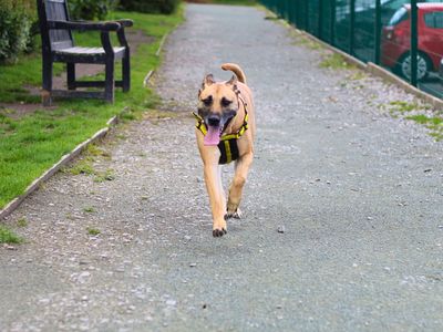 Indy | German Shepherd Dog Cross | Manchester - 3