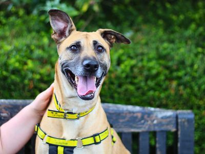 Indy | German Shepherd Dog Cross | Manchester - 2