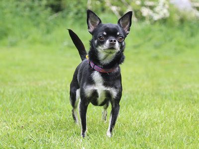 Tinks | Chihuahua (Long Coat) | Leeds - 3