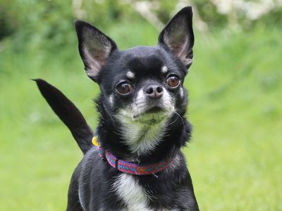 Tinks | Chihuahua (Long Coat) | Leeds - 1