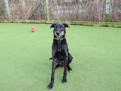 Lenny | Lurcher | Darlington - 2