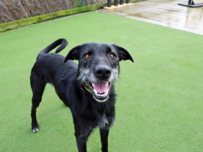 Lenny | Lurcher | Darlington - 3
