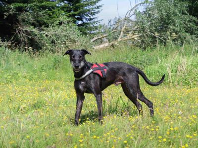 Lenny | Lurcher | Darlington - 5