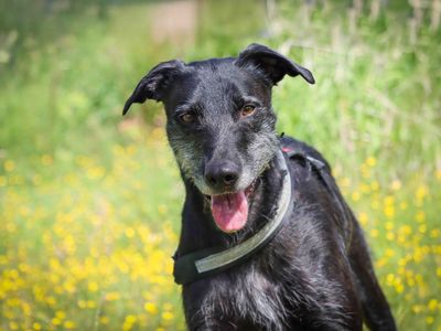 Lenny | Lurcher | Darlington - 3