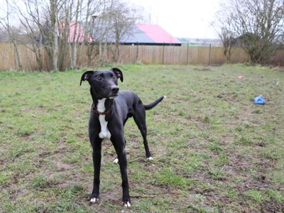 Ollie | Lurcher | Darlington - 5