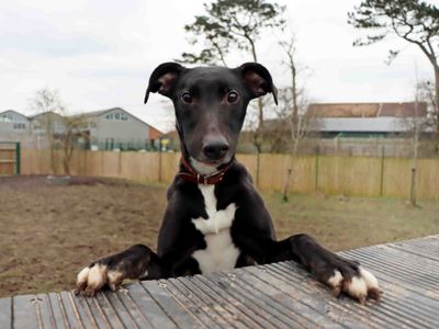 Ollie | Lurcher | Darlington - 3