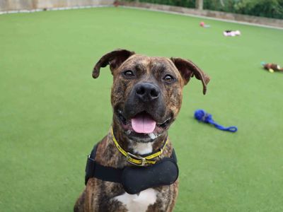 Gabriel | Terrier (Staffordshire Bull) Cross | Darlington - 2