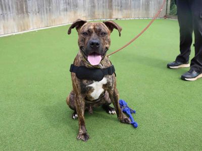 Gabriel | Terrier (Staffordshire Bull) Cross | Darlington - 3