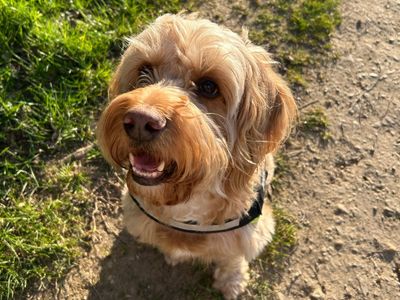 Archie | Spaniel (Cocker) Cross | Newbury (Berkshire) - 2