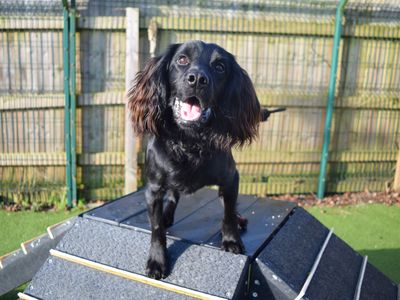 Oreo | Spaniel (Cocker) | Harefield West London - 1