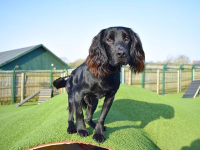 Oreo | Spaniel (Cocker) | Harefield West London - 3