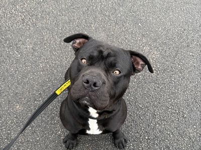 Rocco | Terrier (Staffordshire Bull) Cross | Manchester - 3