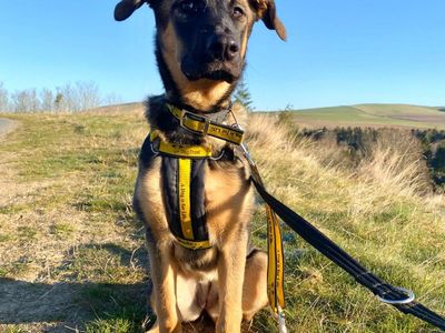 Summer | German Shepherd Dog Cross | West Calder (Edinburgh) - 3