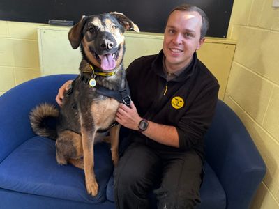 Summer | German Shepherd Dog Cross | West Calder (Edinburgh) - 5