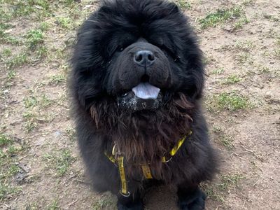 Boris | Chow Chow | Loughborough - 3