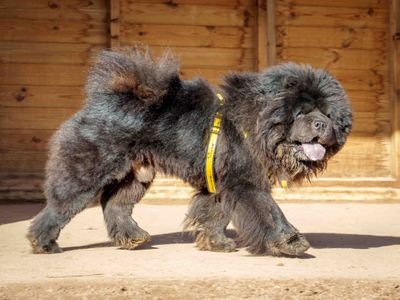 Boris | Chow Chow | Loughborough - 5