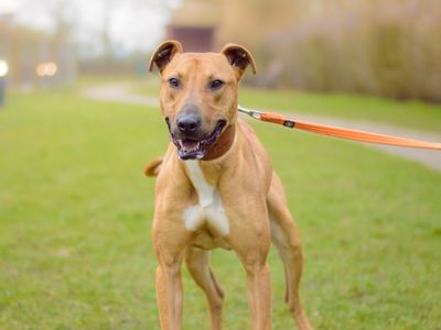 Captain | Lurcher | Kenilworth (West Midlands) - 3