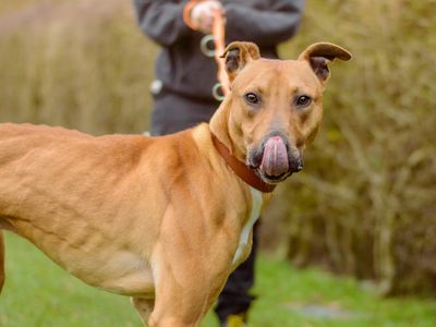 Captain | Lurcher | Kenilworth (West Midlands) - 5