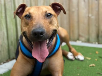 Captain Porkchop | Lurcher | Kenilworth (West Midlands) - 3