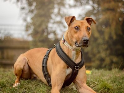 Captain Porkchop, a 2 years old male Lurcher available for adoption from Dogs Trust in Warwickshire
