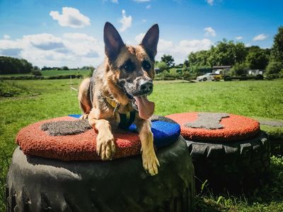 Flint | German Shepherd Dog | Merseyside (Liverpool) - 5
