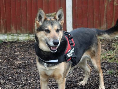 Daisy | German Shepherd Dog Cross | Merseyside (Liverpool) - 3
