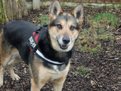 Daisy | German Shepherd Dog Cross | Merseyside (Liverpool) - 2