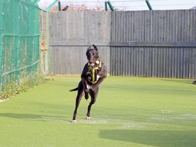 Tina | Greyhound | Shoreham (Sussex) - 3