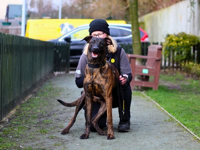 Bronson | Rhodesian Ridgeback Cross | Manchester - 3