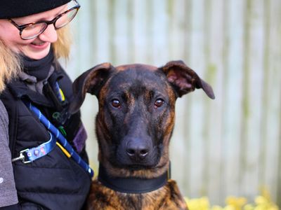 Bronson | Rhodesian Ridgeback Cross | Manchester - 1