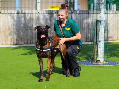 Bronson | Rhodesian Ridgeback Cross | Manchester - 2