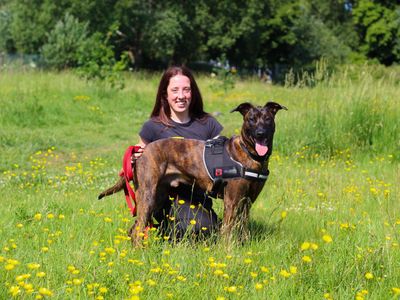 Bronson | Rhodesian Ridgeback Cross | Manchester - 4