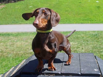 Loki | Dachshund (Smooth Haired) | Merseyside (Liverpool) - 3