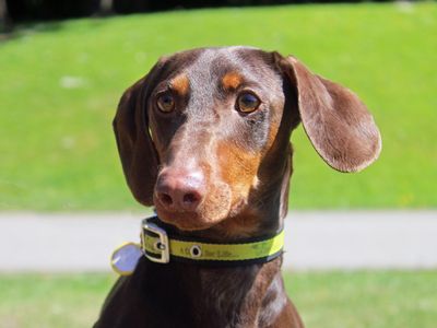 Loki | Dachshund (Smooth Haired) | Merseyside (Liverpool) - 2