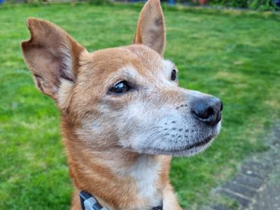 Bruno | Chihuahua (Smooth Coat) Cross | Newbury (Berkshire) - 3
