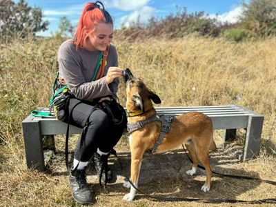 Manny | Collie (Border) Cross | Cardiff - 5