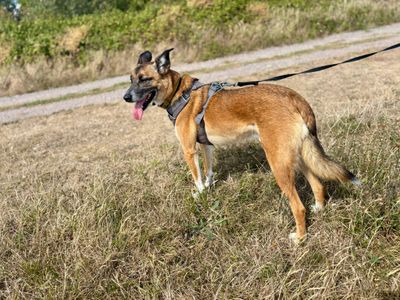 Manny | Collie (Border) Cross | Cardiff - 3