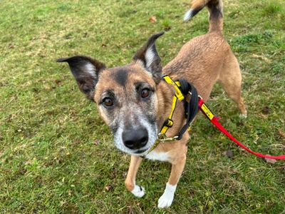 Manny | Collie (Border) Cross | Cardiff - 5