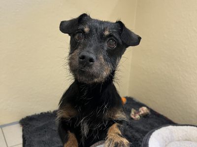 Polly | Terrier (Jack Russell) | Ballymena (Northern Ireland) - 3