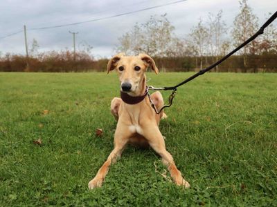Jack, a 1 year old male Lurcher available for adoption from Dogs Trust in County Durham