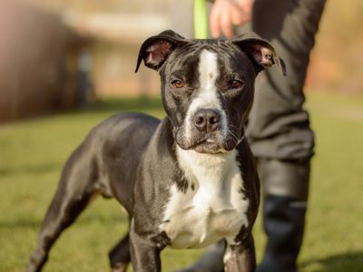 Billy | Terrier (Staffordshire Bull) Cross | Kenilworth (West Midlands) - 3
