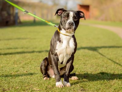 Billy | Terrier (Staffordshire Bull) Cross | Kenilworth (West Midlands) - 1