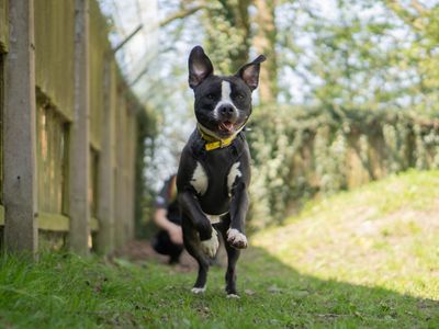 Billy | Terrier (Staffordshire Bull) Cross | Kenilworth (West Midlands) - 5