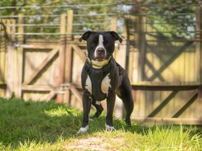Billy | Terrier (Staffordshire Bull) Cross | Kenilworth (West Midlands) - 3