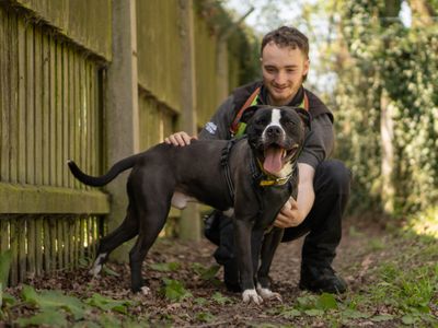 Billy — Terrier (Staffordshire Bull) Cross