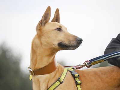 Bonnie | Lurcher | Leeds - 3