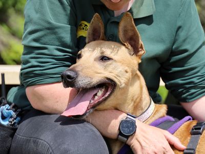 Bonnie | Lurcher | Leeds - 2