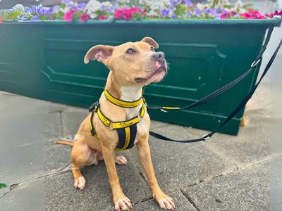 Sophie | Terrier (Staffordshire Bull) | Salisbury (Wiltshire) - 3